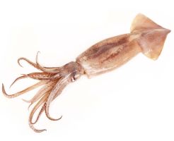 Цял калмар Охладен 300-350 г 1 бр