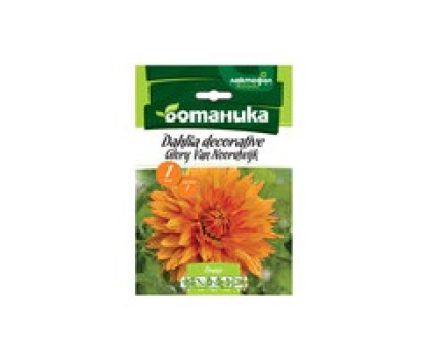 Луковици Далия Glori Van Noordwijk Ботаника Лактофол 1бр в опаковка