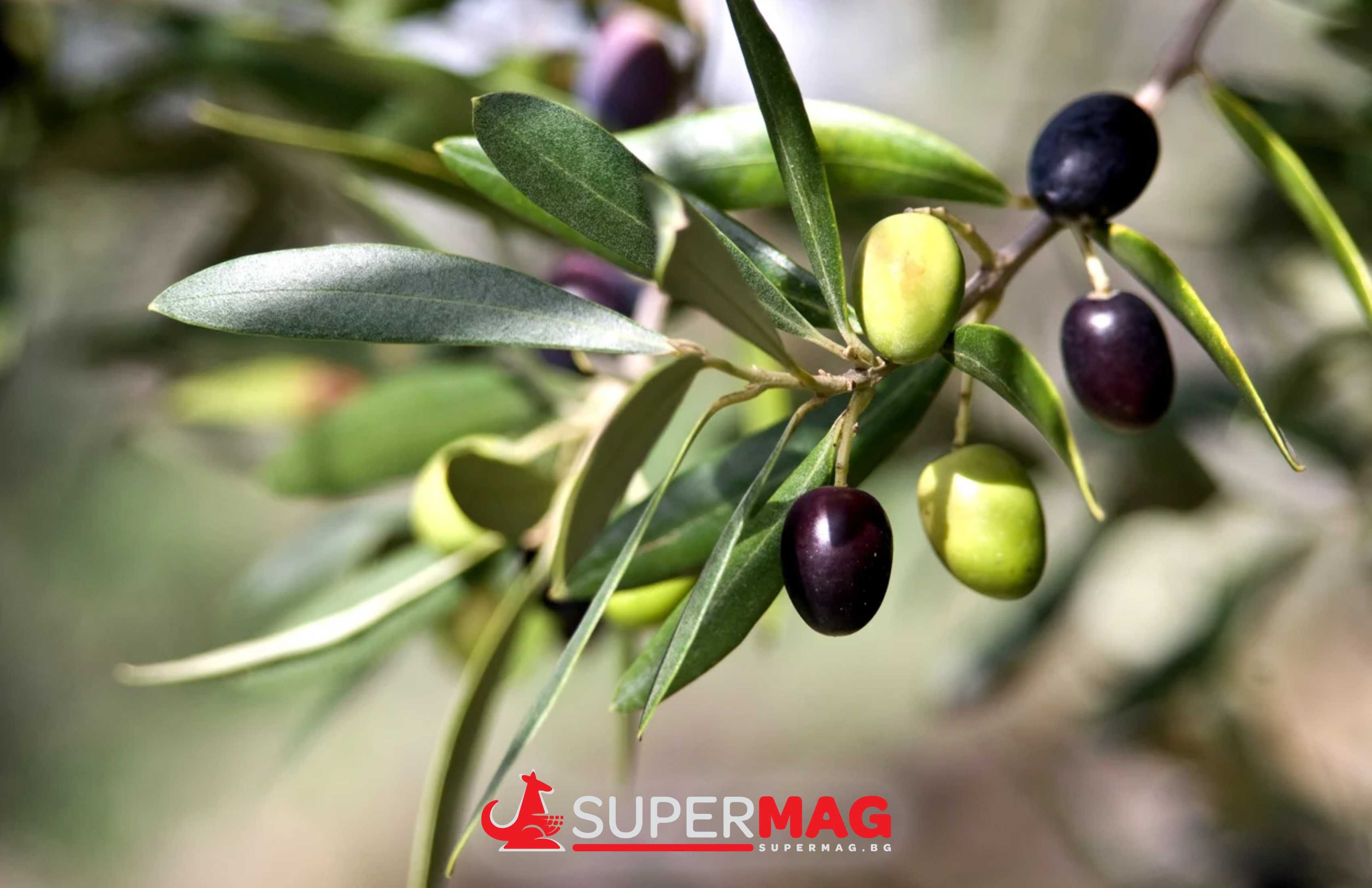Богат избор на качествени маслини - 1 | Любопитни факти за маслините